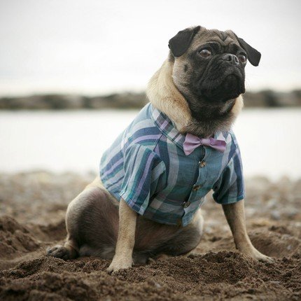 Menswear for Dogs